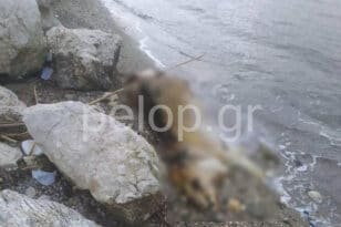 Πάτρα: Νεκρή αγελάδα ξεβράστηκε στην Παραλία ΦΩΤΟ