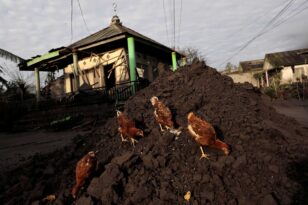 Τσεχία: 80.000 κοτόπουλα θα θανατωθούν λόγω της γρίπης των χοίρων