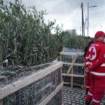 Ο Ελληνικός Ερυθρός Σταυρός παρέδωσε 2.000 δενδρύλλια ελιάς στους πυρόπληκτους της Ηλείας