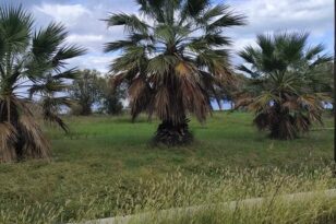 Δυτική Αχαΐα: Ο Σύλλογος Αλισσαίων Πείρος ζητά να κλαδευτούν τα δέντρα στην Μπούκα