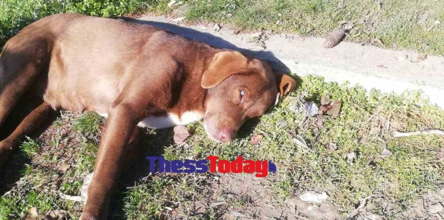 Νάουσα: Τυφλή σκυλίτσα το έσκασε από χώρο φιλοξενίας και πήγε στον άνθρωπο που την είχε περιθάλψει