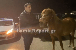Λαμία: Άλογο έτρεχε αφηνιασμένο στους δρόμους της πόλης