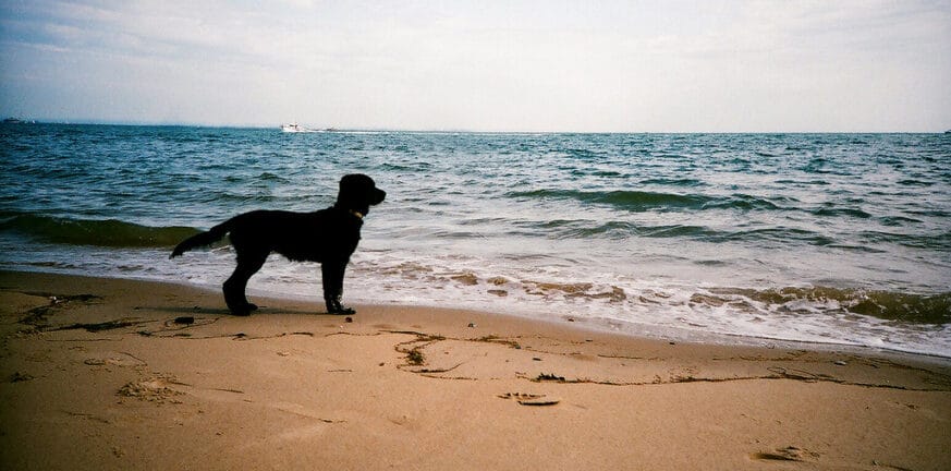 Βούλα: Πέταξαν σκύλο στη θάλασσα δεμένο μέσα σε σακούλα σκουπιδιών
