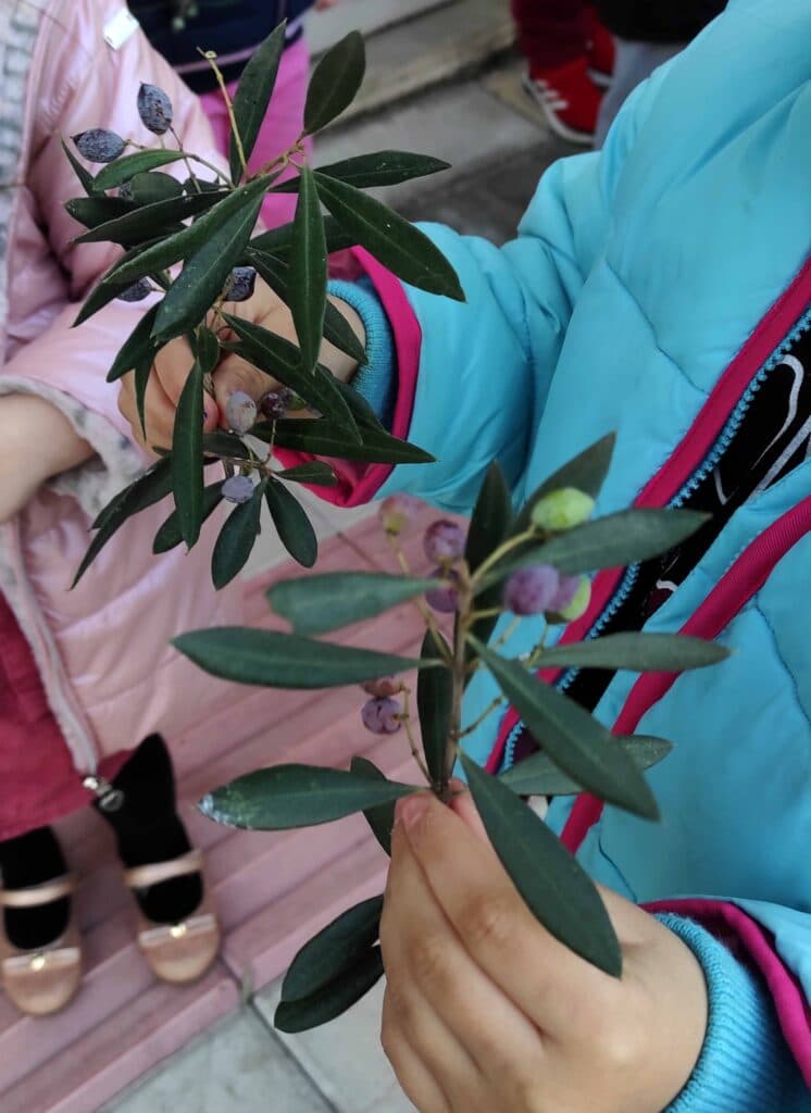 Πάτρα: Τα παιδιά του 73ου Νηπιαγωγείου μάζεψαν ελιές - ΦΩΤΟ