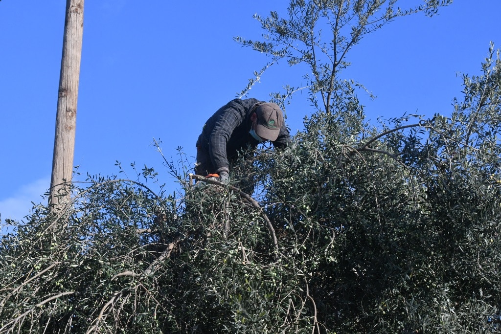 Πάτρα: Μάζεψαν τις ελιές από ελαιόδεντρο στο ΚΔΑΠ ΜΕΑ «Άμπετ Χασμάν» - ΦΩΤΟ