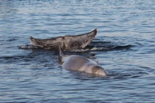 Εύβοια: ΒΙΝΤΕΟ - ΝΤΟΚΟΥΜΕΝΤΟ με φάλαινα που εμφανίστηκε σε παραλία