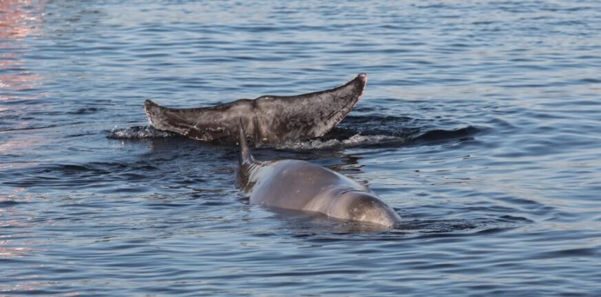 Εύβοια: ΒΙΝΤΕΟ - ΝΤΟΚΟΥΜΕΝΤΟ με φάλαινα που εμφανίστηκε σε παραλία