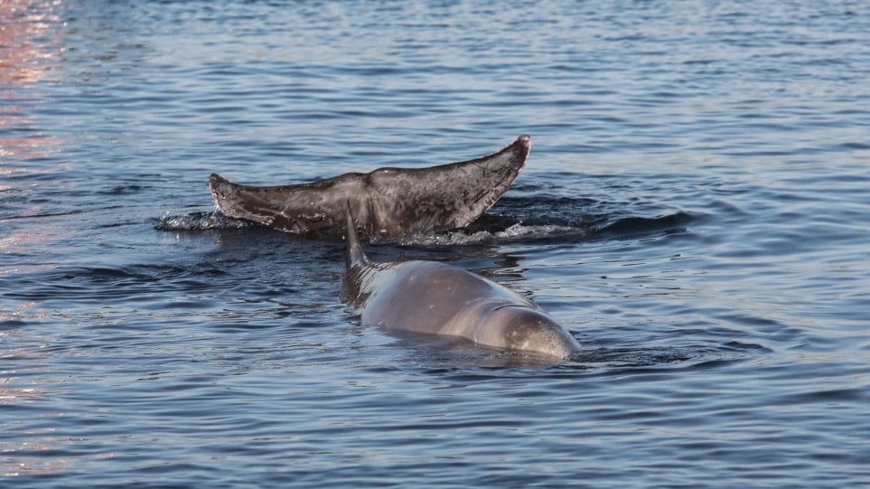 Evia: VIDEO – DOCUMENTARY with a whale that appeared on a beach
 – 2024-04-02 20:35:11