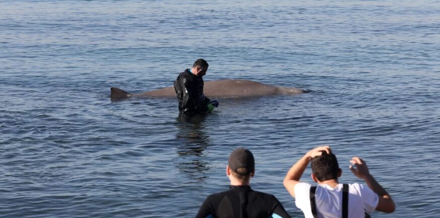 Φάλαινα στον Άλιμο: Προσάραξε στη Σαλαμίνα - Αρνητική εξέλιξη η επιστροφή της στα ρηχά