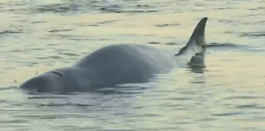 Νεκρή φάλαινα: Καταγγελίες για σοβαρά λάθη στην περίθαλψή της - ΒΙΝΤΕΟ