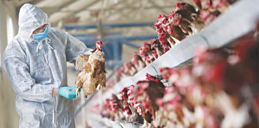 Ολλανδία: Περίπου 216.000 πουλερικά θα θανατωθούν μετά τον εντοπισμό γρίπης των πτηνών