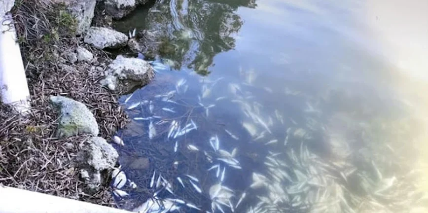 Ηγουμενίτσα: Νεκρά περίπου 370.000 ψάρια από το κρύο στη λιμνοθάλασσα του Δρεπάνου