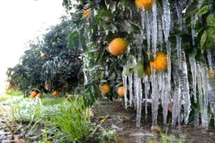 Αχαΐα: «Πάγος» σε αποζημιώσεις παραγωγών - Στύλιος: Απαιτείται χρόνος