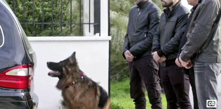 Σασμός: Η σκηνή με την Μανταρίνα, τον σκύλο του Πετρή που «λύγισε» το Twitter