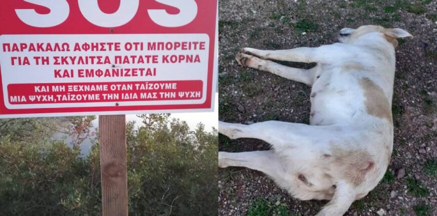 Καταγγελία για κτηνωδία: Εκτέλεσαν σκυλίτσα που για χάρη της τοποθετήθηκε πρωτότυπη πινακίδα
