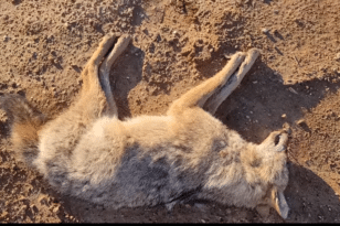 Πάρκο Στροφυλιάς: Υπηρεσιακός «τραγέλαφος» με νεκρά ζώα