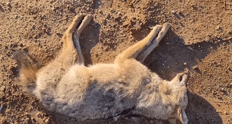 Πάρκο Στροφυλιάς: Υπηρεσιακός «τραγέλαφος» με νεκρά ζώα