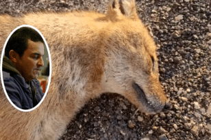 Έγκλημα στη Στροφυλιά: «Πεδίο βολής» για ζώα και πουλιά κοντά στην Πολεμική Αεροπορία Αράξου