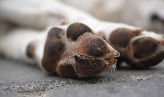 Βαρθολομιό: Σκότωσαν σκυλιά με δηλητηριασμένες τσίχλες - Τι πρέπει να προσέχουν κάτοικοι και κυνηγοί