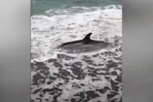 Νεκρό δελφίνι στην παραλία της Μυτιλήνη - Έφερε τραύματα - ΒΙΝΤΕΟ