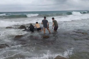 Κέρκυρα: Δύο ραμφοφάλαινες διασώθηκαν σε ακτές του νησιού