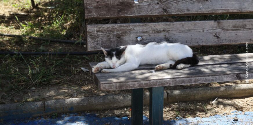 Πάτρα: Στο εδώλιο για θανάτωση γάτας - Προφυλακισμένος ο δράστης