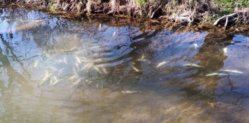 Τρίκαλα: Γέμισε νεκρά ψάρια ο Ληθαίος ποταμός – Πού οφείλεται το σπάνιο φαινόμενο
