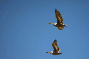 Κοζάνη: Περιστατικό γρίπης των πτηνών σε αργυροπελεκάνο στην τεχνητή λίμνη Πολυφύτου