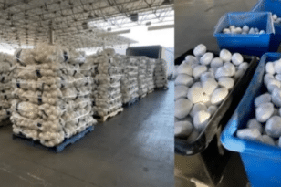 Μεξικό: Διακινητές μεταμφίεσαν ναρκωτικά σε… λευκά κρεμμύδια