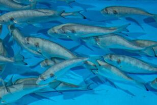 Η Ευρωπαϊκή Επιτροπή ενεργοποιεί μέτρα για τη στήριξη της αλιείας και των υδατοκαλλιεργειών