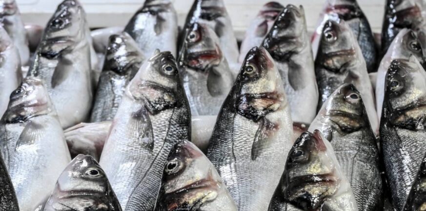 Περιφέρεια Δ. Ελλάδας: Καταστράφηκαν πάνω από 76 κιλά ακατάλληλα αλιεύματα