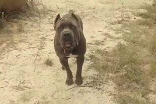 Καλαμάτα: «Δις εξαμαρτείν» για τον ιδιοκτήτη σκύλων – Οι μαρτυρίες που έφεραν τη νέα καταδίκη του