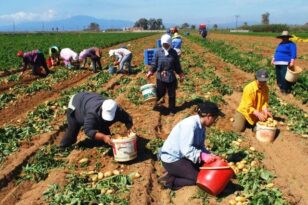 Αγρότες σε απόγνωση στη Δυτική Αχαΐα - Πτώση εισοδήματος κατά 35%