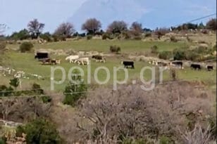 Πάτρα - Ανω Καστρίτσι: Ανεξέλεγκτες αγελάδες καταστρέφουν περιουσίες ΦΩΤΟ ΒΙΝΤΕΟ