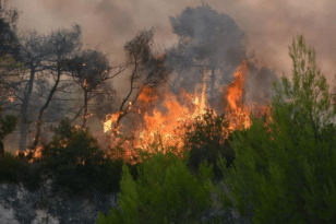 Μεγάλη φωτιά σε δασική έκταση στη Χαλκιδική