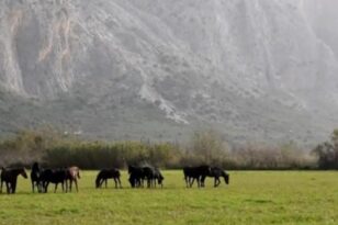 Τροχαίο στο Γαλατά - Δύο νέοι νοσηλεύονται: «Έπρεπε να γίνει κακό για να ενδιαφερθούν για τα άλογα» ΒΙΝΤΕΟ