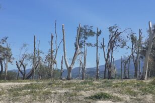 σπιράλ: «Οι πατρινοί ζητούν εξηγήσεις για την κοπή των δέντρων» - Ανοιχτή επιστολή στον Αντιδήμαρχο Πρασίνου για το έλος της Αγυιάς