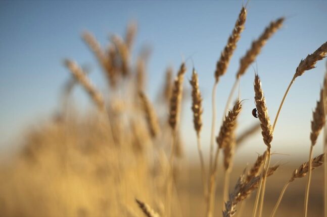 Γεωργαντάς: «Πλήρης επάρκεια και αυτονομία σε τρόφιμα και εφόδια αγροτικής παραγωγής»