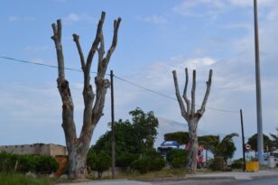 Τριάντα φορείς ζητούν: «Να σταματήσει η καταστροφή των αστικών δέντρων!»