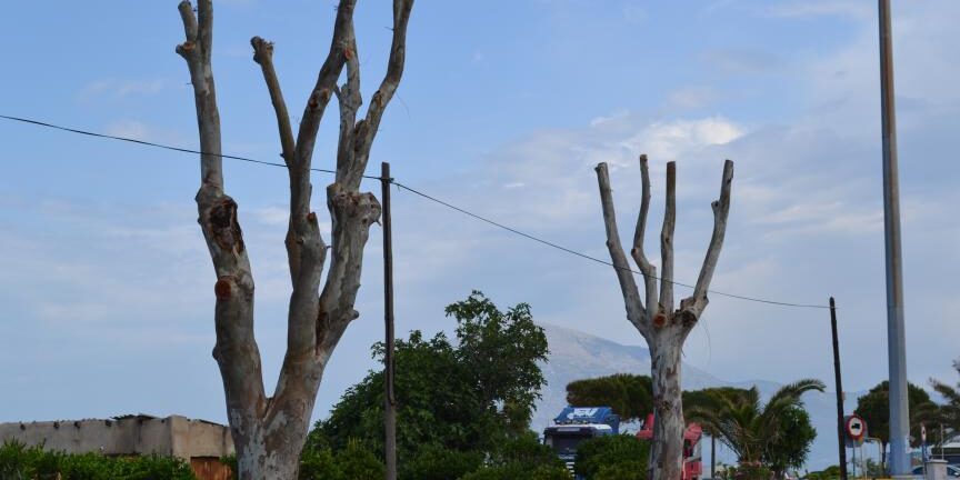 Τριάντα φορείς ζητούν: «Να σταματήσει η καταστροφή των αστικών δέντρων!»