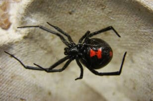 Πήλιο: Αράχνη «μαύρη χήρα» τσίμπησε 4χρονο παιδί στην Πορταριά