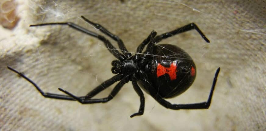 Πήλιο: Αράχνη «μαύρη χήρα» τσίμπησε 4χρονο παιδί στην Πορταριά