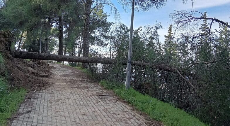 σπιράλ: «Οι πνεύμονες της Πάτρας κινδυνεύουν» - «Αργή απόκριση από τον Δήμο» σπιράλ: «Οι πνεύμονες της Πάτρας κινδυνεύουν» - «Αργή απόκριση από τον Δήμο»