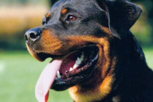 Θεσσαλονίκη: Ροντβάιλερ επιτέθηκαν σε σκύλο και κότες - Τι αναφέρει ο ιδιοκτήτης του άτυχου σκύλου