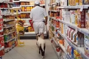 Μήλος: Viral το πρόβατο που πηγαίνει για ψώνια σε σούπερ μάρκετ - ΒΙΝΤΕΟ