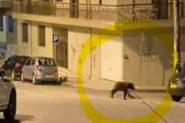 Φλώρινα: Σκυλιά πήραν στο κυνήγι... αρκούδα - Έτρεχε μέσα στη πόλη ΒΙΝΤΕΟ