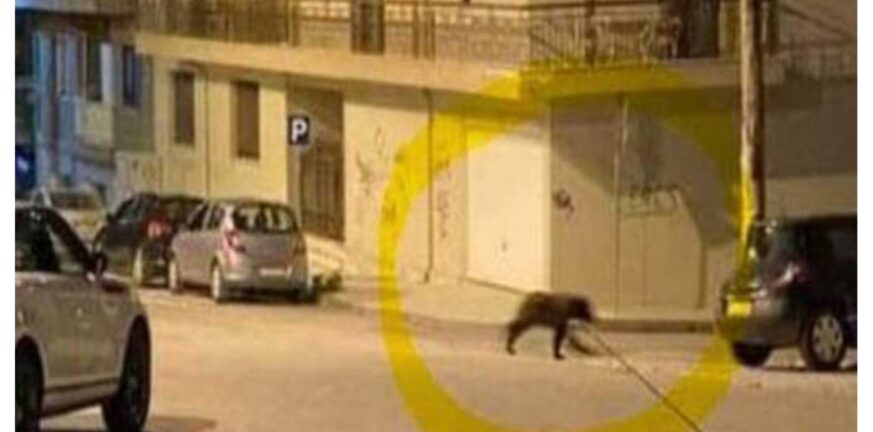 Φλώρινα: Σκυλιά πήραν στο κυνήγι... αρκούδα - Έτρεχε μέσα στη πόλη ΒΙΝΤΕΟ
