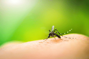 Κουνούπια: Τι τα προσελκύει; - Πώς μπορείτε να προστατευθείτε