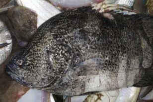 Ναυπακτία: «Περίεργο» ψάρι στον στον Γαλατά, προκάλεσε συζητήσεις μεταξύ ψαράδων - ΦΩΤΟ