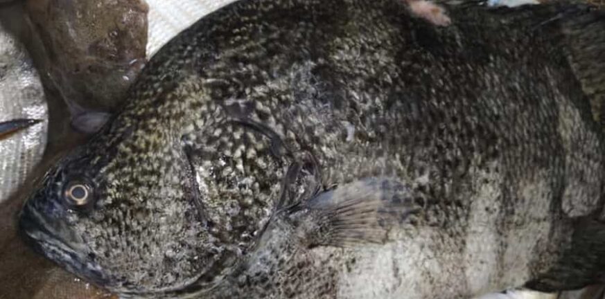 Ναυπακτία: «Περίεργο» ψάρι στον στον Γαλατά, προκάλεσε συζητήσεις μεταξύ ψαράδων - ΦΩΤΟ